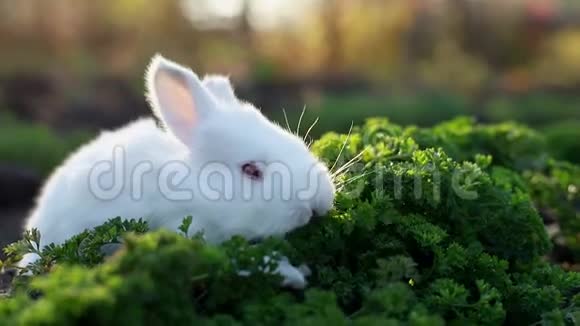 白色好奇的兔子探索春天阳光明媚的草地与一个高绿色的草地在意大利阿尔卑斯山在伦巴第视频的预览图