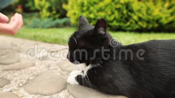 女人抚摸黑猫在花园或动物收容所休息视频的预览图