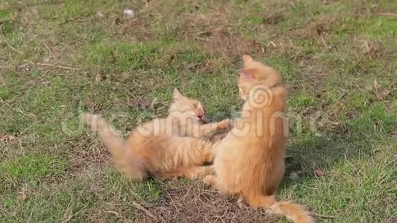 两只一模一样的小红猫在玩视频的预览图