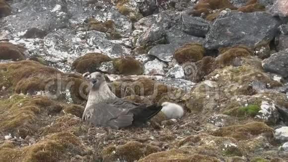 一只雌的南极坐在一只矮胖的小鸟旁边的巢里视频的预览图