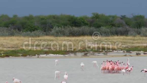 纳米比亚Etosha国家公园的水上红火烈鸟舞蹈仪式视频的预览图
