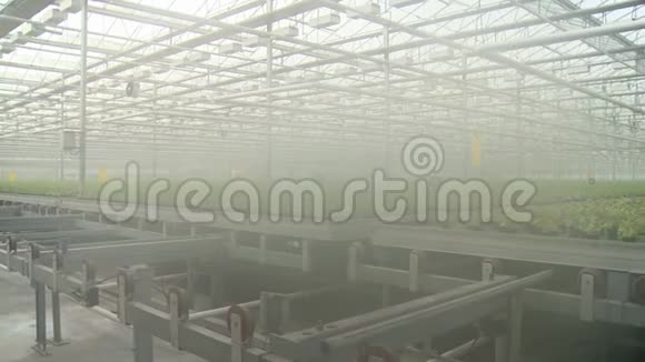 工业温室沙拉种植视频视频的预览图