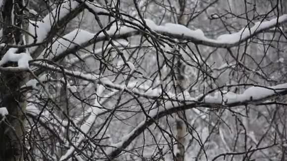 在桦树和白杨林下雪大雪纷飞树木背景上美丽的降雪一个视频的预览图