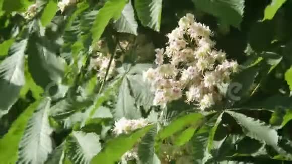 栗子花树的特写栗子的白色春花由太阳点燃背景视频的预览图