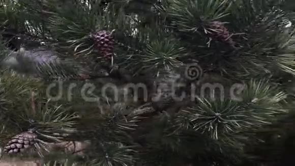 长针的松树树枝上的圆锥视频的预览图