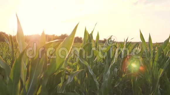 日落时的玉米田在农场收获玉米芯视频的预览图