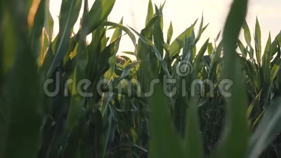 日落时的玉米田在农场收获玉米视频的预览图