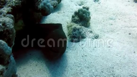 关闭巨大的Moray鳗鱼从珊瑚礁往外看埃及红海的金胸爪哇尼巨型海鳗外出视频的预览图