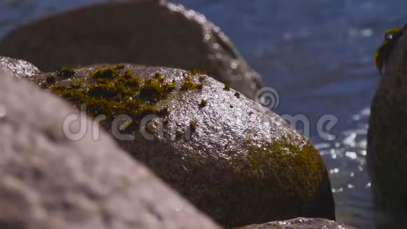 智利海岸的潮汐舞阿尔加罗波慢动作视频的预览图