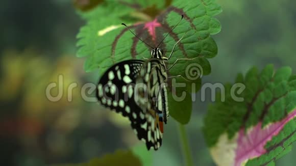 亚洲美丽的外来蝴蝶昆虫学爱好昆虫视频的预览图
