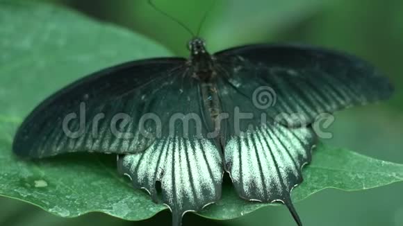 绿色的黑白美丽的奇异蝴蝶展开翅膀昆虫作为宠物视频的预览图