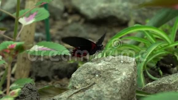 红黑蝴蝶扇动翅膀美丽的外来昆虫作为宠物昆虫学视频的预览图