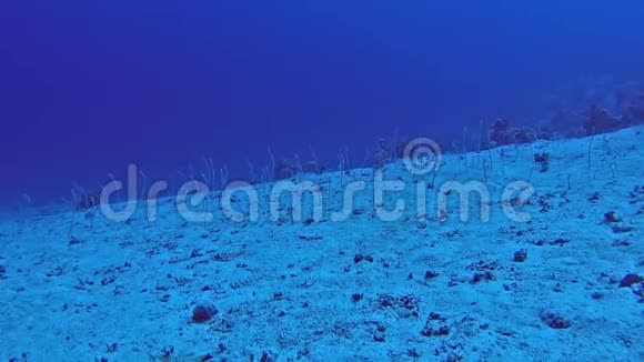 红海花园鳗鱼在热带海洋沙质海床上的集合视频的预览图