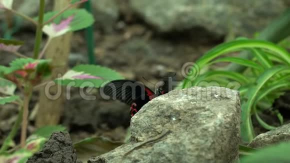 美丽的异国红黑蝴蝶坐在石头上昆虫宠物昆虫学视频的预览图
