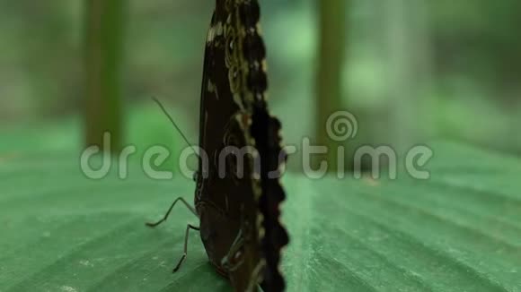 昆虫宠物美丽的稀有蝴蝶坐在公园的叶子上昆虫学视频的预览图