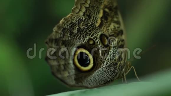 南美洲美丽的异国蝴蝶卡利戈梅农昆虫学爱好视频的预览图