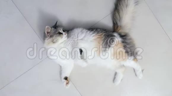 美丽的白色和灰色的金色猫在地板上玩耍视频的预览图