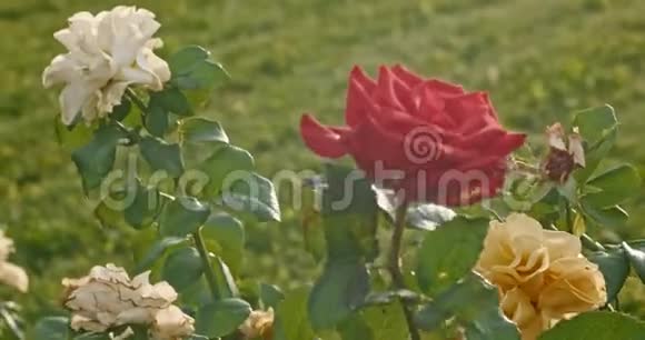 花园里玫瑰的老式彩色视频闪烁的阳光和耀斑视频的预览图