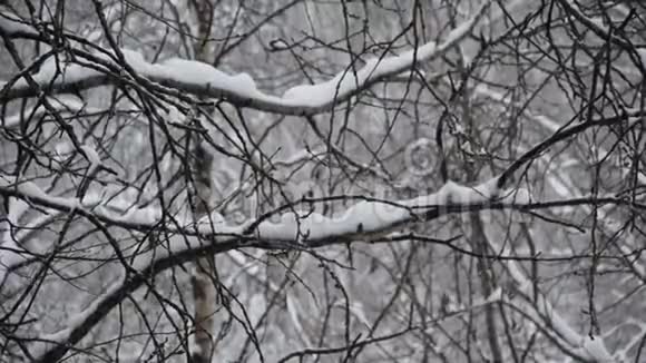 在桦树和白杨林下雪大雪纷飞树木背景上美丽的降雪视频的预览图