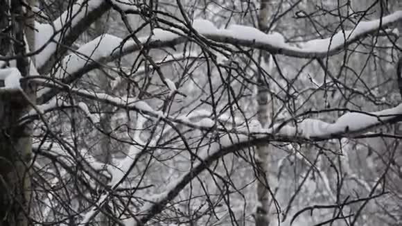在桦树和白杨林下雪大雪纷飞树木背景上美丽的降雪视频的预览图