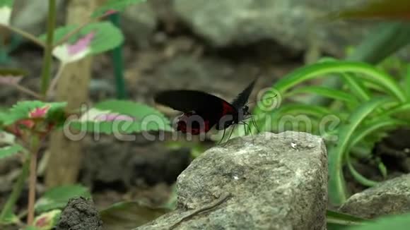 蝴蝶扇动翅膀飞翔美丽的异国昆虫昆虫学科学视频的预览图
