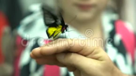南亚昆虫奇异蝴蝶飞虫坐在人类手上视频的预览图