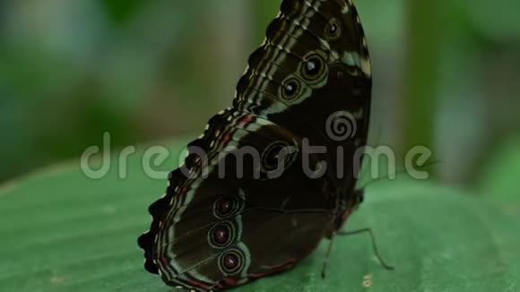美丽的稀有蝴蝶侧坐在叶子上昆虫学特写视频的预览图