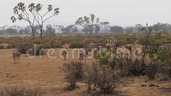 在炎热的沙漠草原上奥里克斯羚羊的一片草原视频的预览图