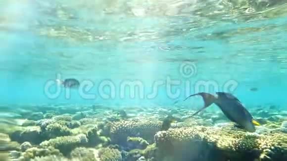 赤海藻海鱼在水下吃珊瑚礁视频的预览图