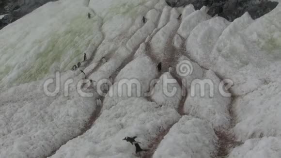 从殖民地到水中被企鹅践踏的雪中的痕迹视频的预览图