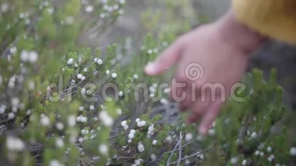 靠近年轻女子的手触摸葡萄牙海滩附近的植被视频的预览图