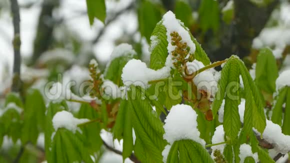 绿芽被雪覆盖视频的预览图