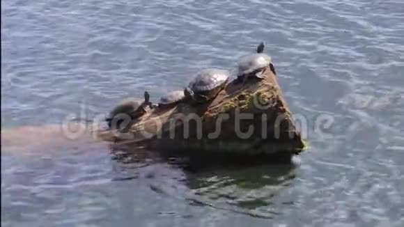 海龟群在原木上晒太阳视频的预览图