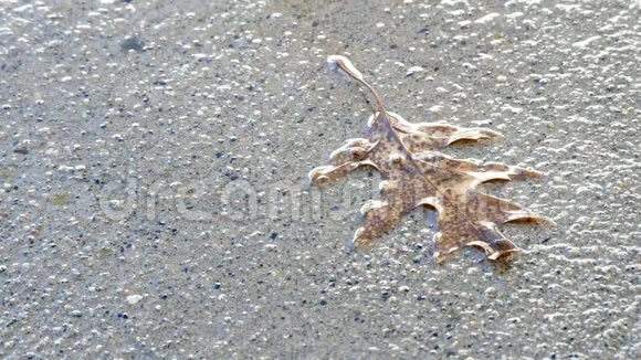 水滴滴在混凝土人行道上的枯橡树叶上视频的预览图