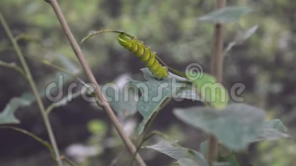 一只美丽的绿色奇异毛毛虫坐在叶子上昆虫昆虫学视频的预览图