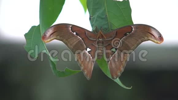 美丽的异国蝴蝶坐在树叶上展开翅膀昆虫为宠物视频的预览图