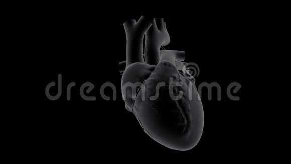 人的心脏低跳动视频的预览图