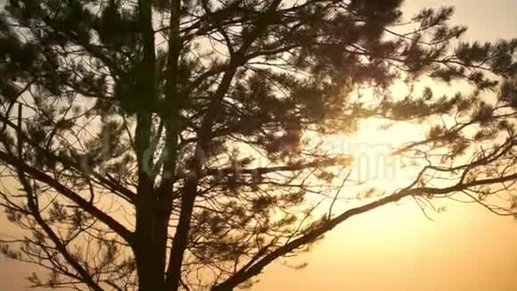日落时分母亲在夏山上的一棵大树前为女儿织了一个花圈视频的预览图