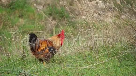 红色棕色的公鸡在缓慢运动视频的预览图