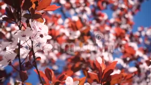 一棵在风中盛开的樱花树视频的预览图