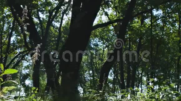 两个女孩在森林里散步视频的预览图