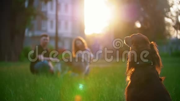 爱尔兰二传手坐在草地上和狗玩耍的夫妇面前视频的预览图