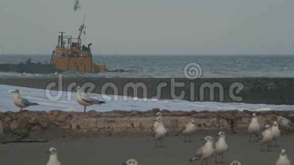 海鸥背景下码头附近的老船视频的预览图