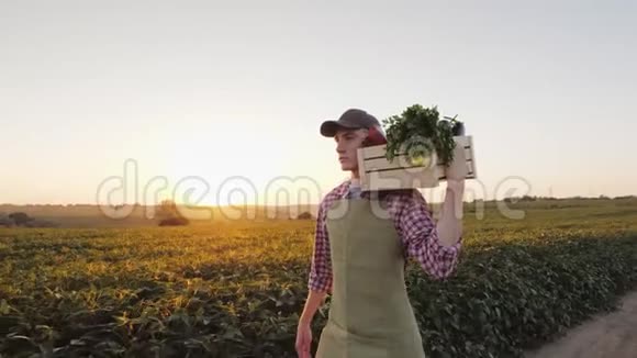 一个年轻的男农民带着一盒新鲜蔬菜沿着田野散步视频的预览图