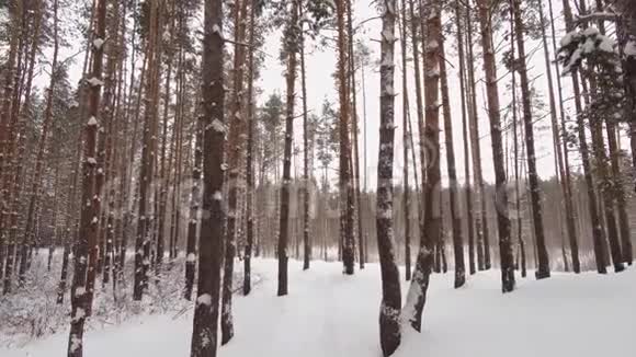 冬天的森林里雪落在松树间视频的预览图