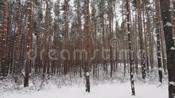 冬天的森林里雪落在松树间视频的预览图