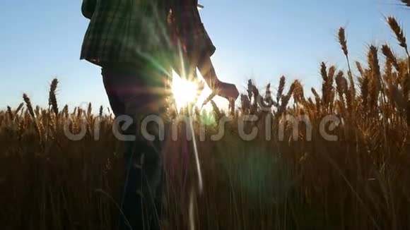 日落背景下麦田里的年轻女农民一个女孩摘下麦穗然后用药片视频的预览图