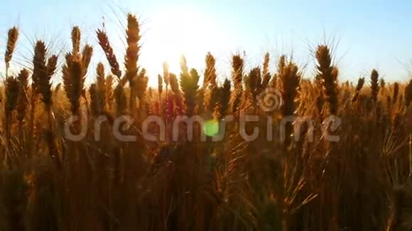 日落时麦田麦穗特写收割小麦摄像机滑块移动视频的预览图