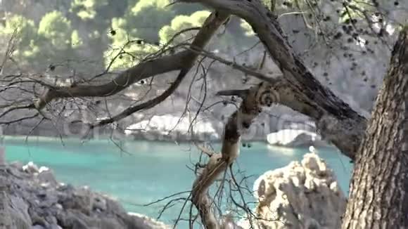 岩石和海洋背景下干燥树枝的特写艺术美丽的炎热的一天海滩上有枯树视频的预览图