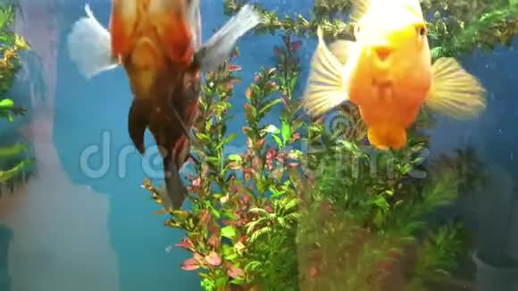 不同种类的鱼在一个大水族馆里游泳视频的预览图
